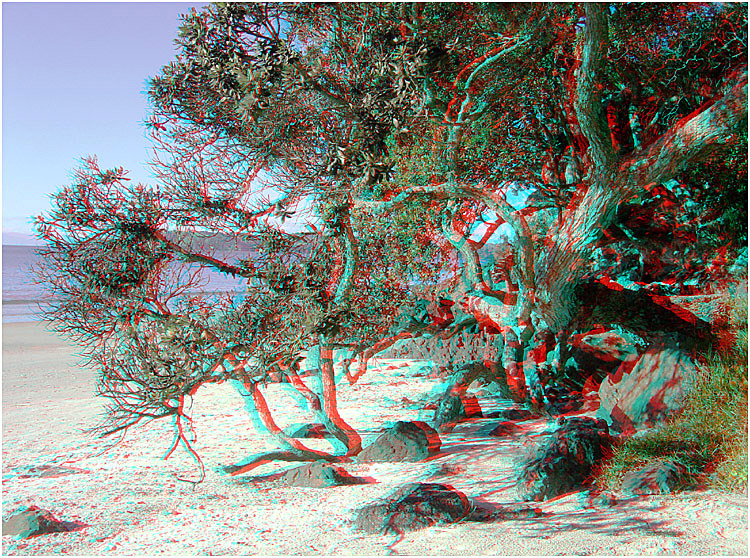 Pohutakawa Tree on Onetangi Beach, Waiheke Island New Zealand. Digital 3-D Photography by Marc Dawson.